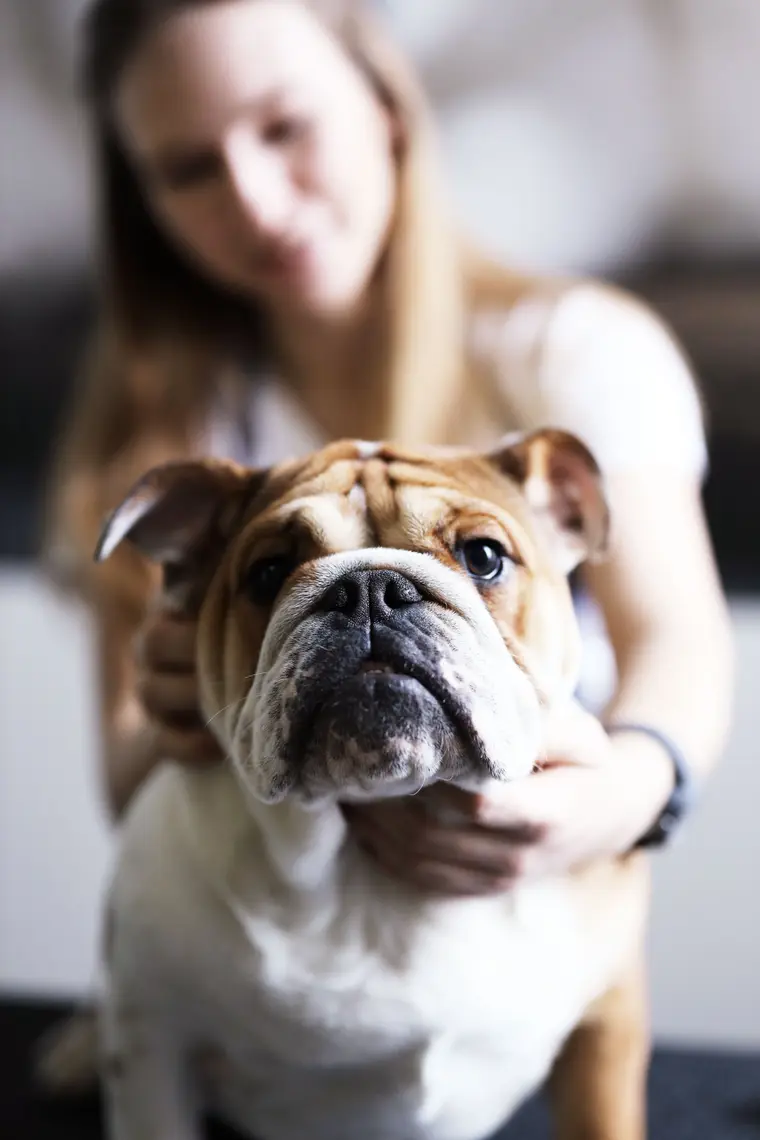 Dog Lover